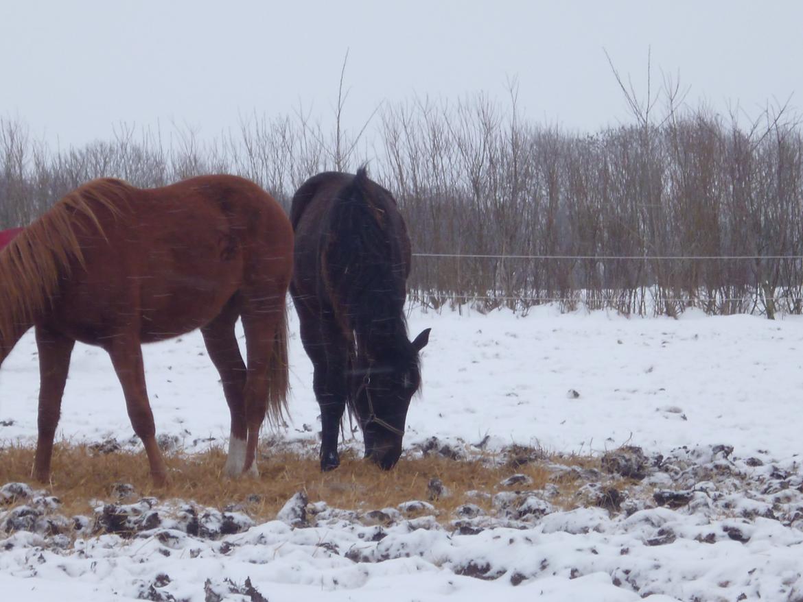 Dansk Varmblod Maluka billede 2