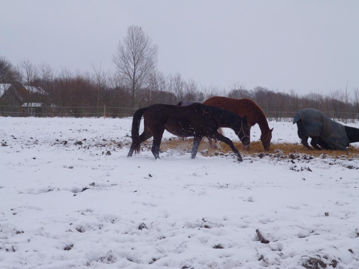 Dansk Varmblod Maluka billede 3
