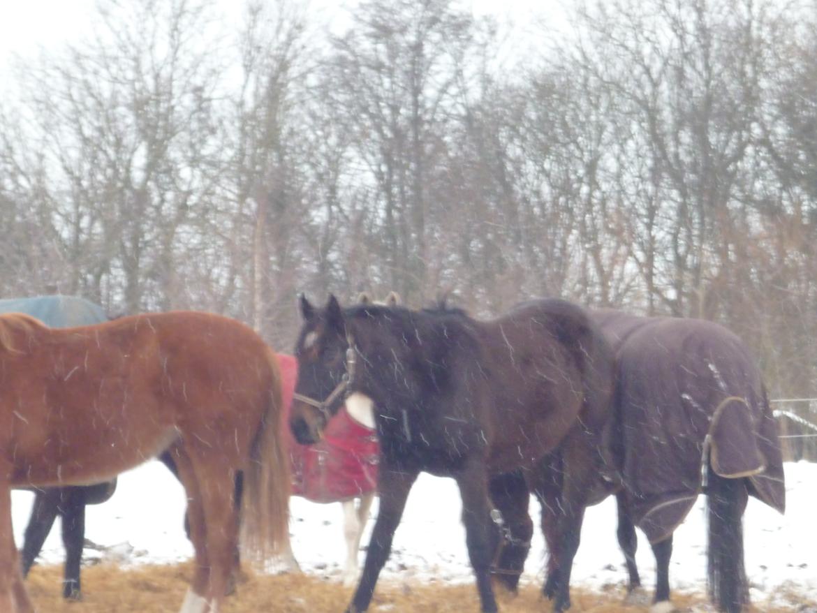 Dansk Varmblod Maluka billede 4