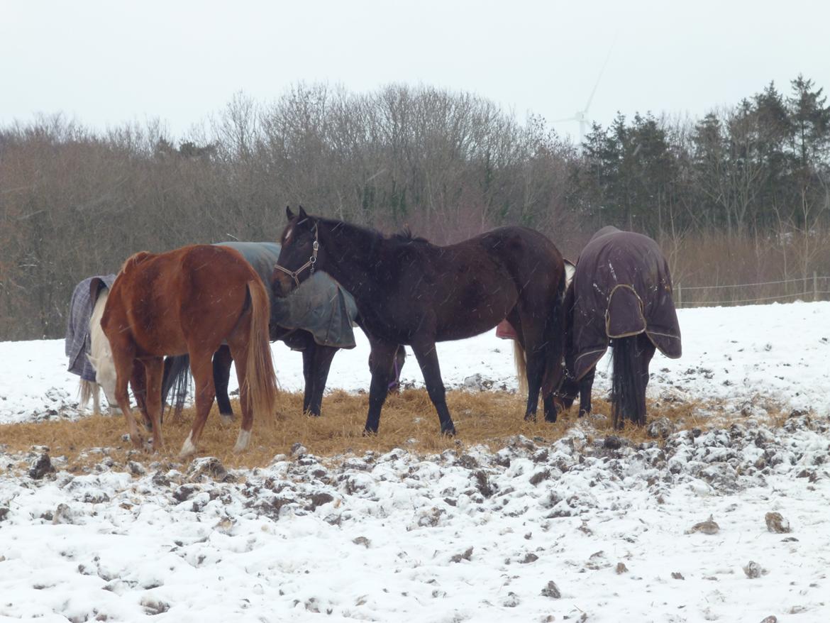 Dansk Varmblod Maluka billede 5
