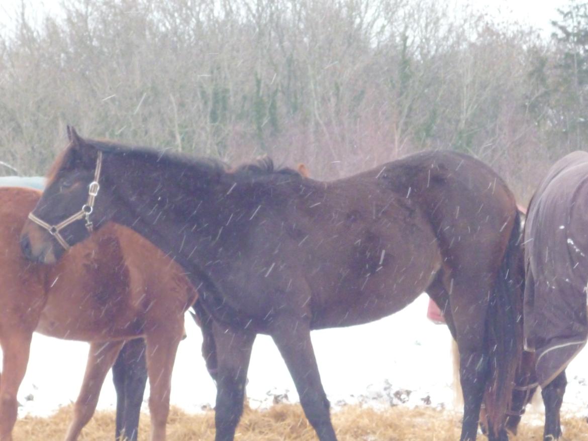 Dansk Varmblod Maluka billede 6