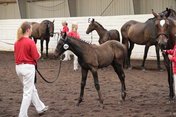 Dansk Varmblod Maluka billede 7