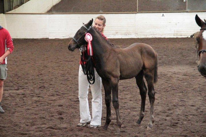 Dansk Varmblod Maluka billede 8