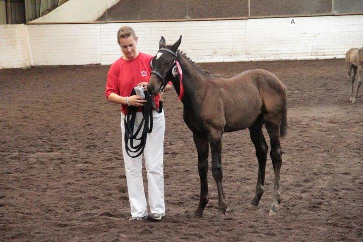 Dansk Varmblod Maluka billede 9