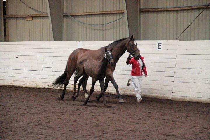 Dansk Varmblod Maluka billede 10