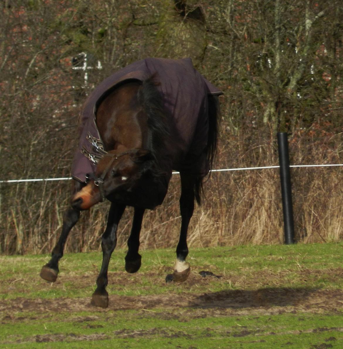 Polsk Varmblod Gaja "R.I.P" :'( - Lidt ballade kan man da også lave :D billede 7