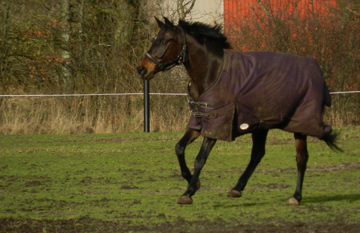 Polsk Varmblod Gaja "R.I.P" :'( - Gaja for fuld fart! :P billede 5