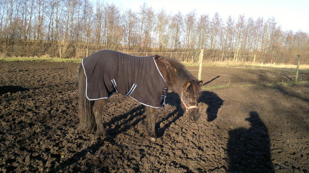 Islænder Mýsla - Med nyt dækken billede 15