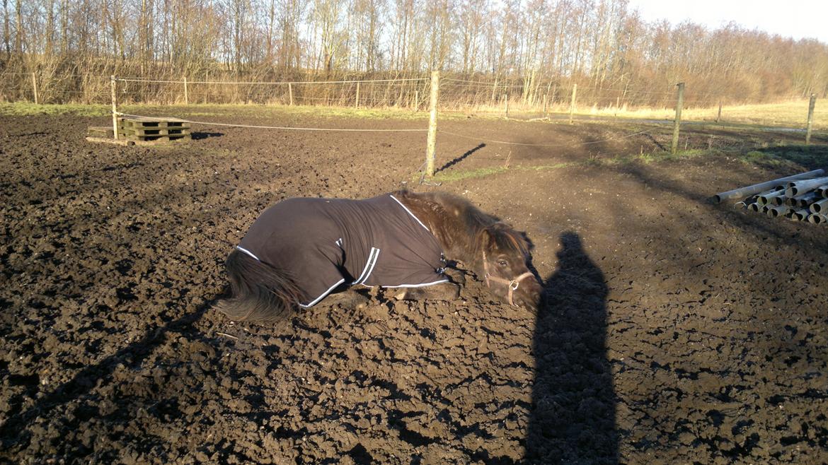 Islænder Mýsla - Ruller med det nye dækken SKØNT billede 16