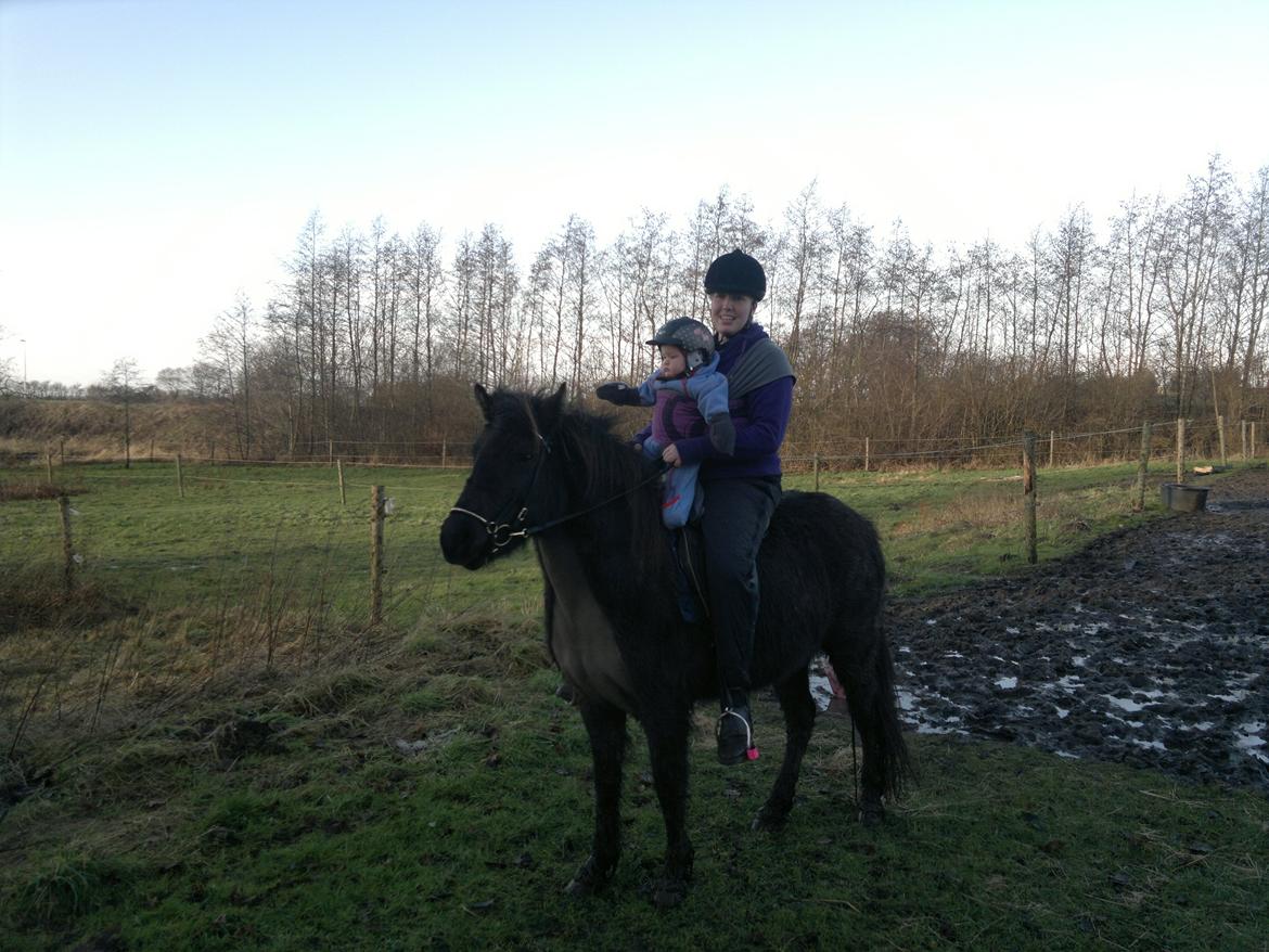 Islænder Mýsla - Mor og Sif på tur billede 17