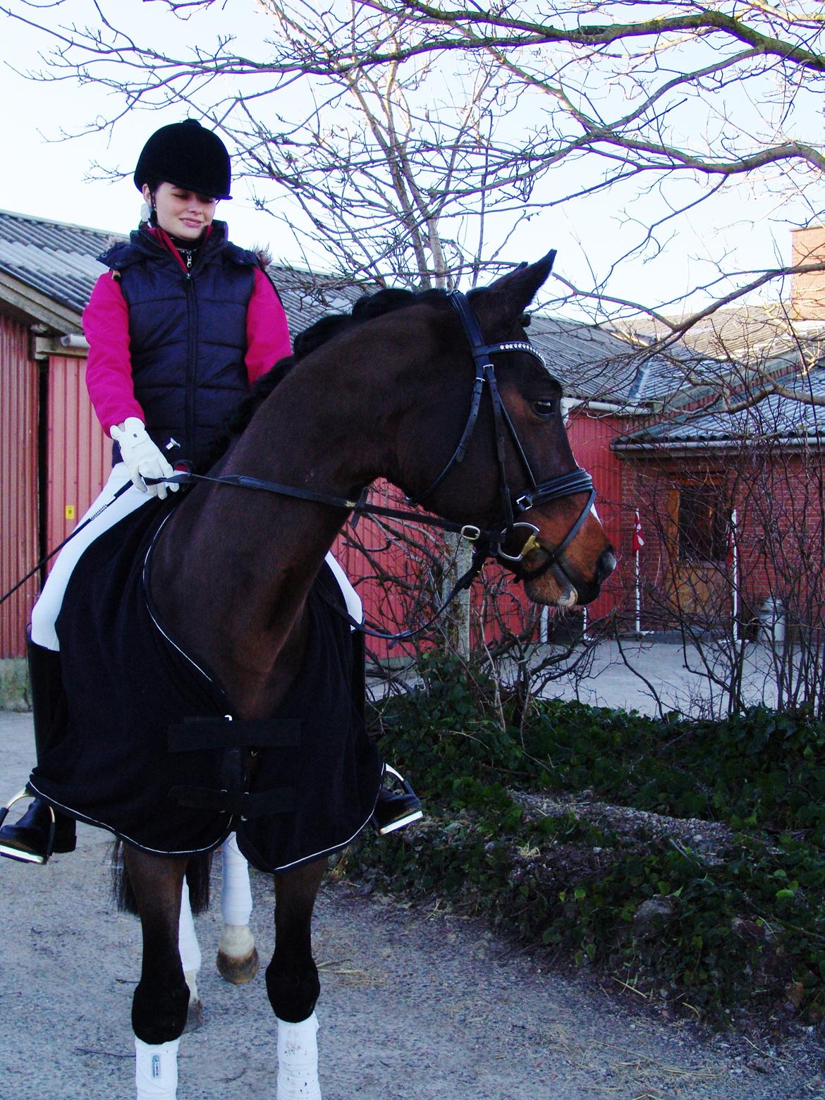 Dansk Varmblod Kronborgs Deco - HINGST - Nina & Deco til deres første stævne februar 2013 billede 4