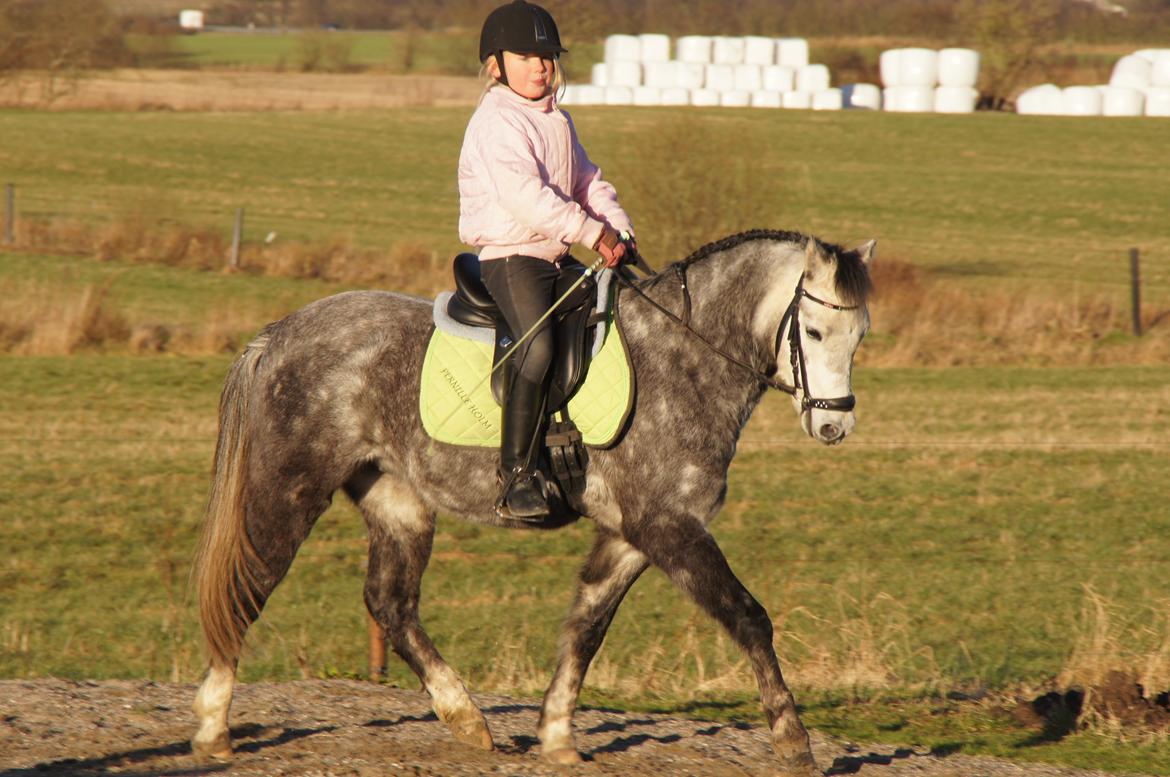 Welsh Pony (sec B) Kirkelodgaards Montana  billede 19