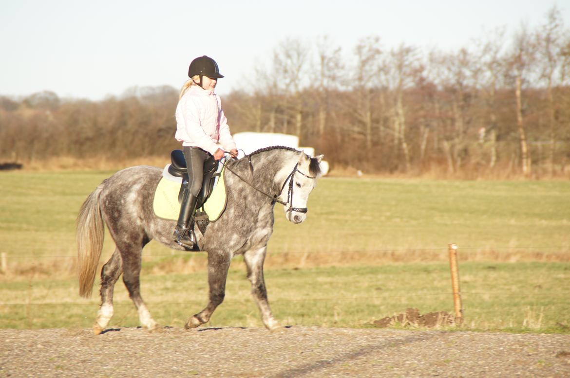 Welsh Pony (sec B) Kirkelodgaards Montana  billede 3