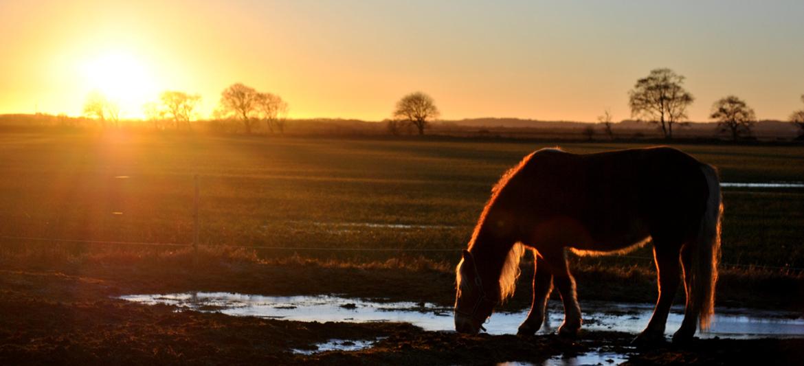 Haflinger Sofie - Sunshine and moonlight is the most beautyful things in life..
Foto: Mathilde billede 18