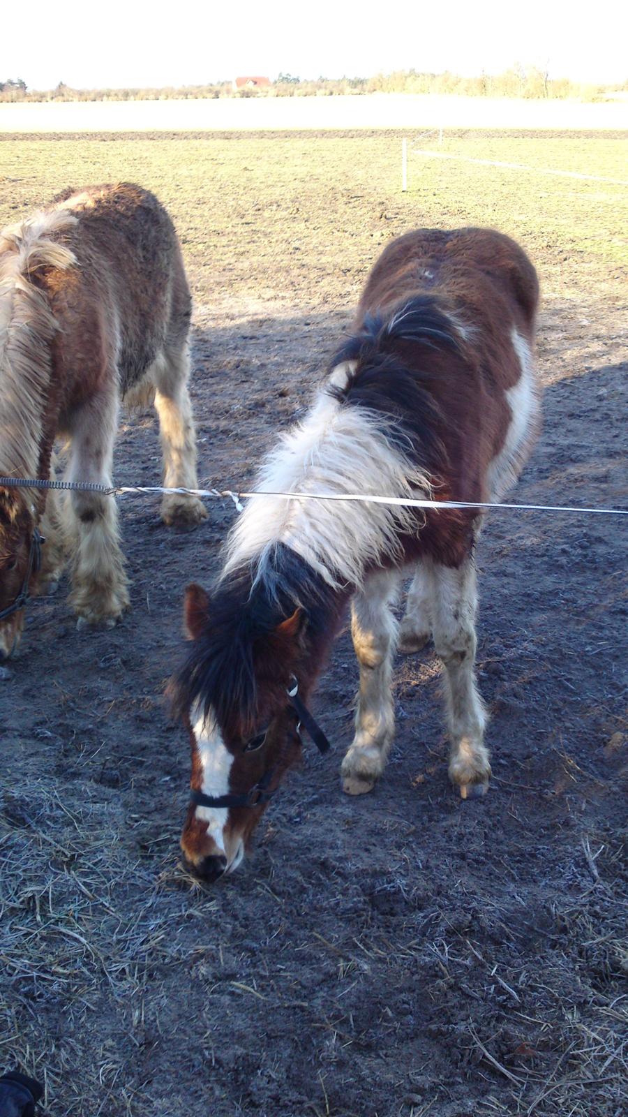 Irish Cob Crossbreed noah høghøj solgt billede 14