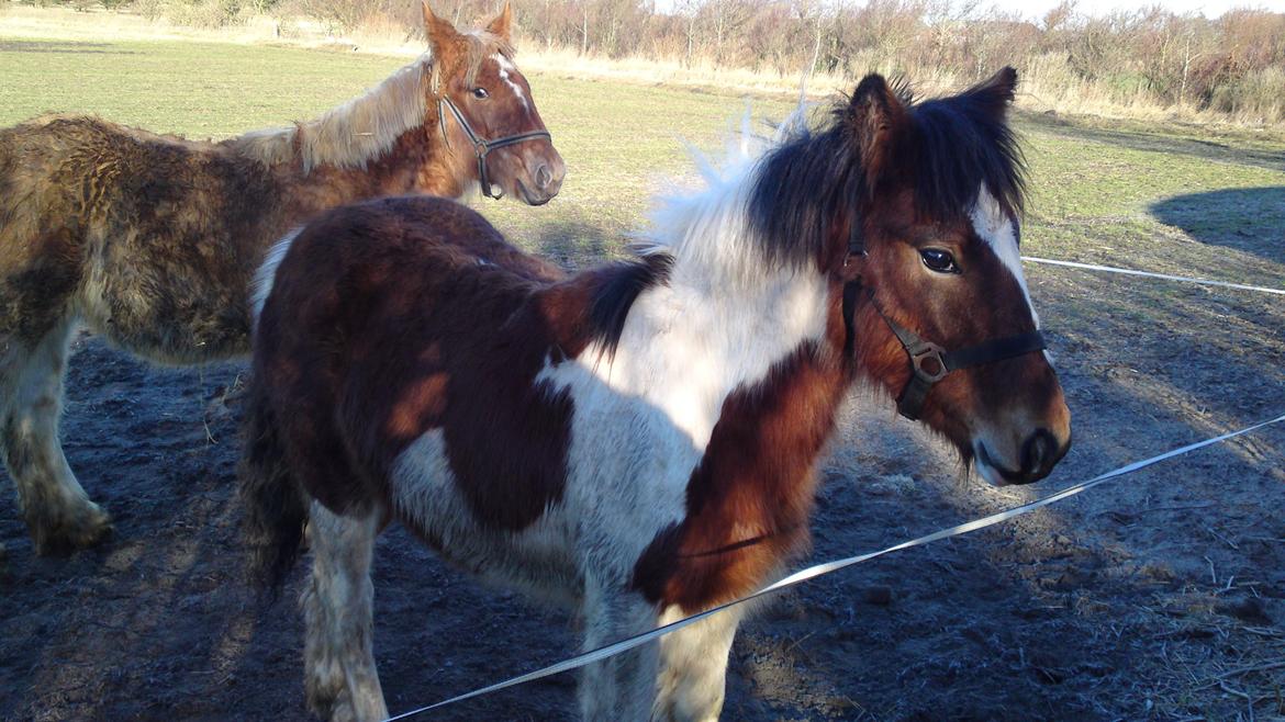 Irish Cob Crossbreed noah høghøj solgt billede 15