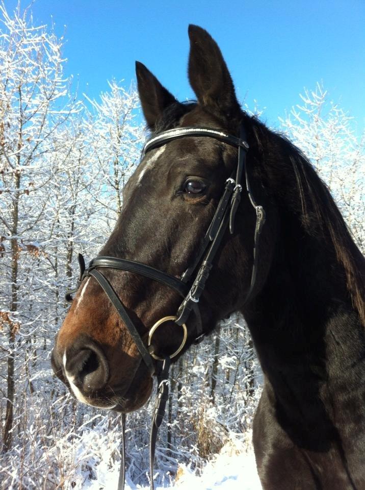 Anden særlig race Wajes Nevada - Wajes i sneen <3 Den 2. februar 2013 billede 16