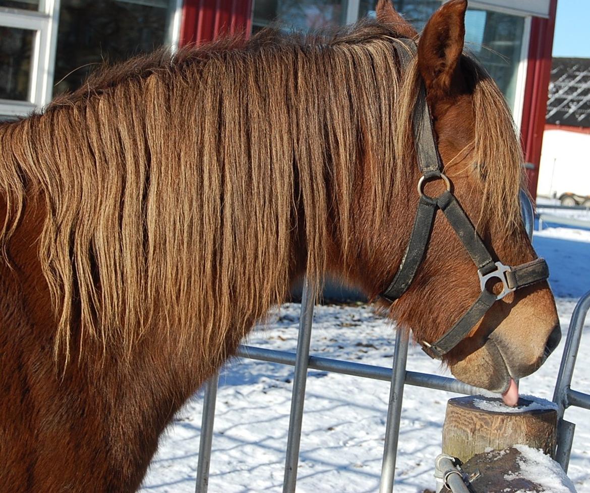 Welsh Pony (sec B) Keilkær Zerlina R.I.P. - 2 februar 2013 billede 23