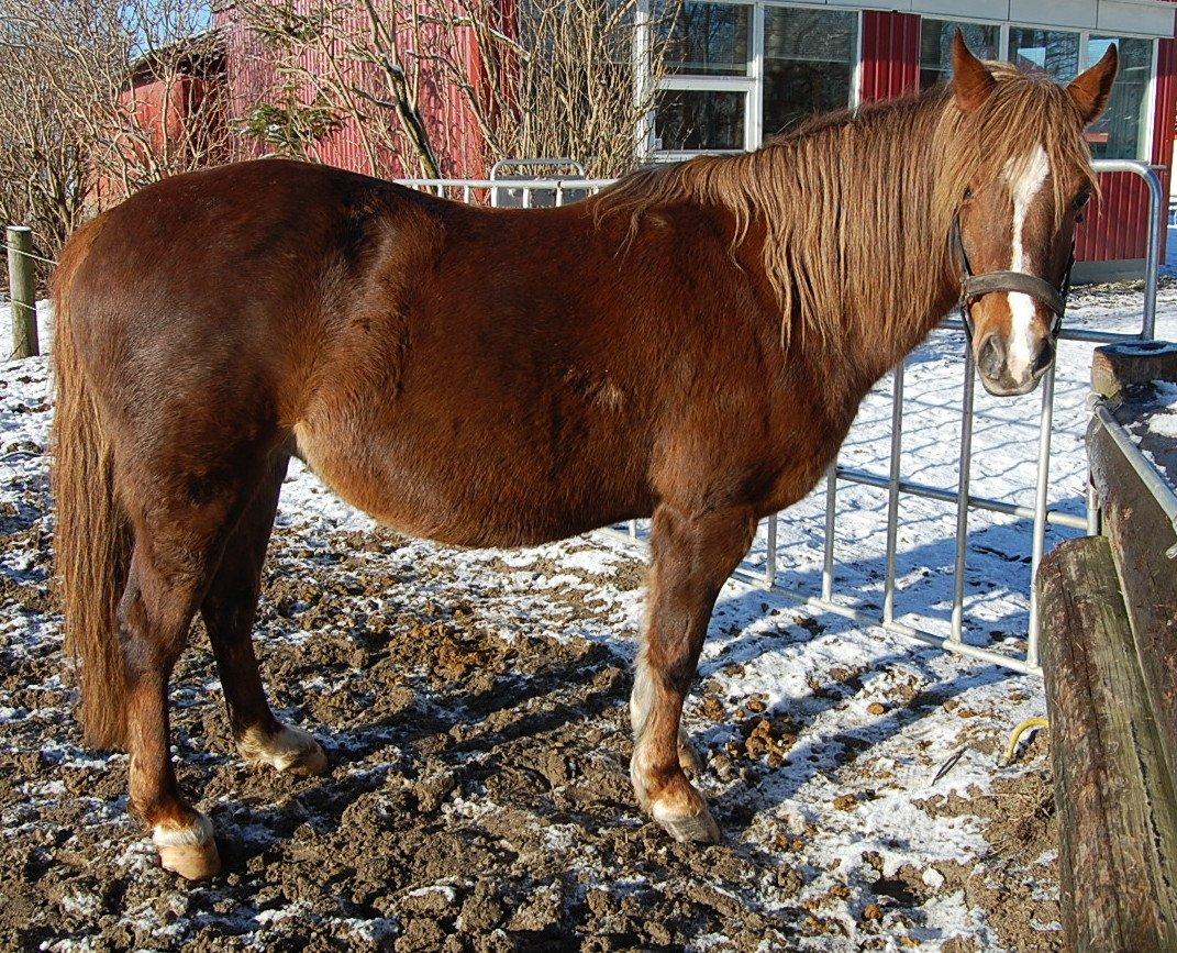 Welsh Pony (sec B) Keilkær Zerlina R.I.P. - 2 februar 2013 billede 24