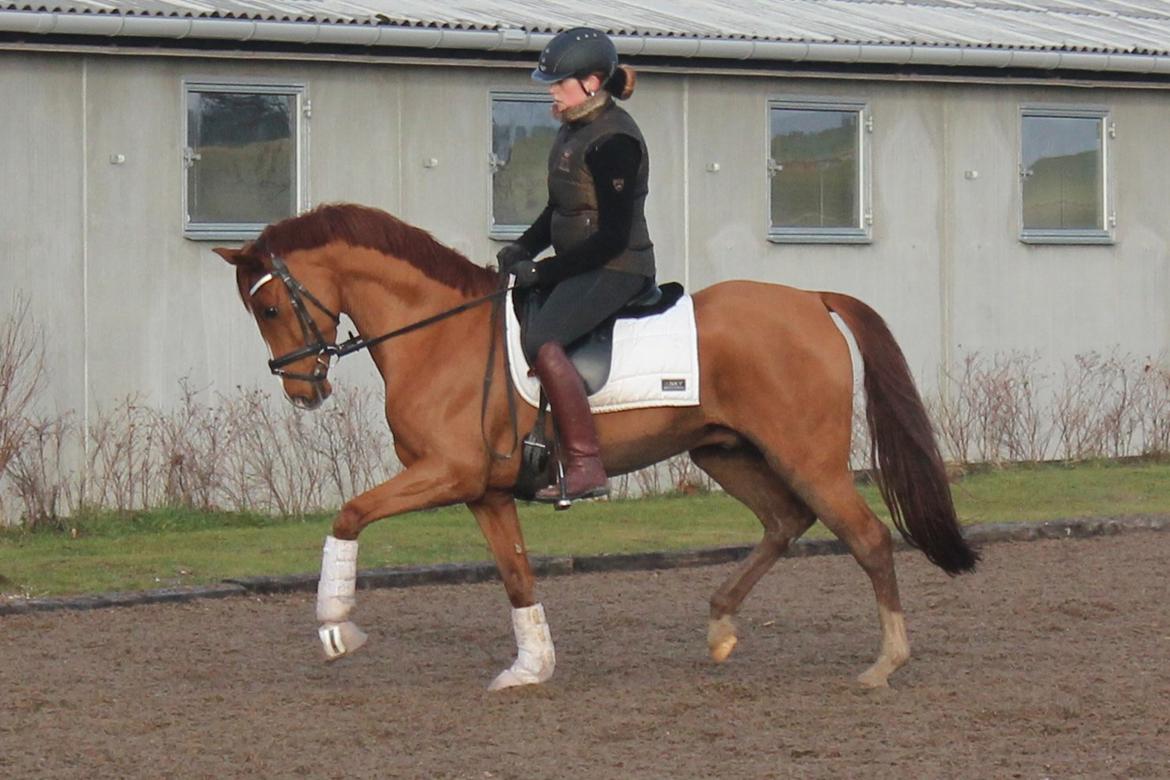 Tysk Sportspony Nanchos Next Time - B-pony billede 1