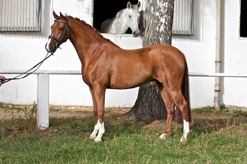 Tysk Sportspony Nanchos Next Time - B-pony billede 7