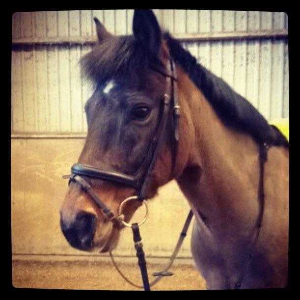 Anden særlig race Sabu billede 8