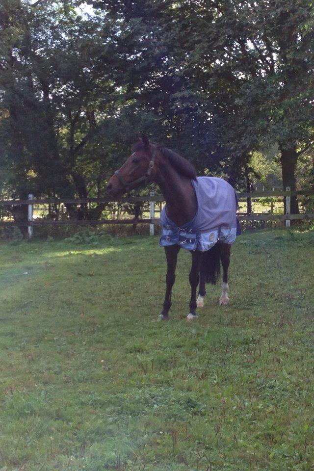 Anden særlig race Sabu billede 10