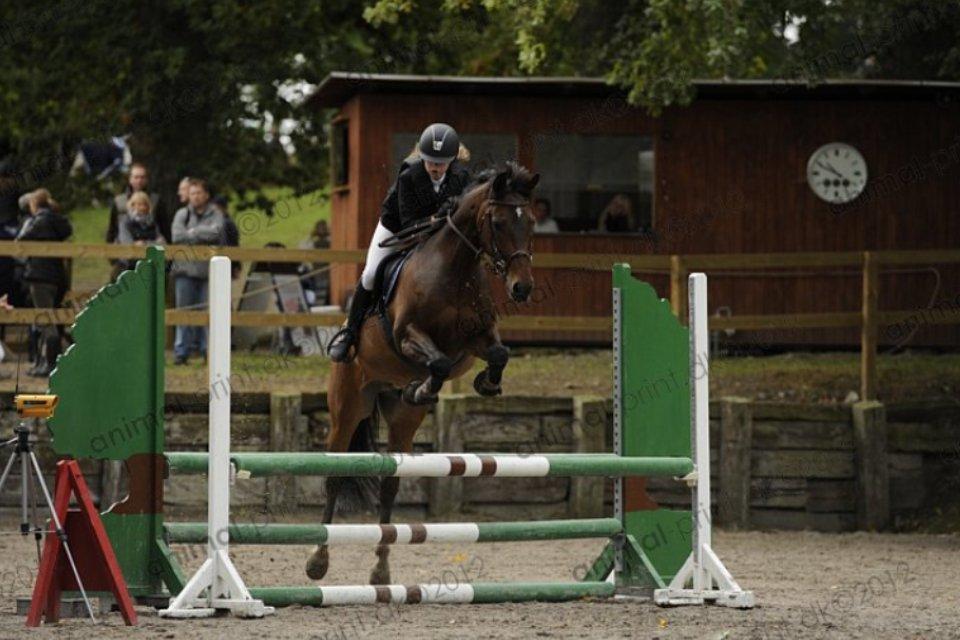 Anden særlig race Sabu billede 11