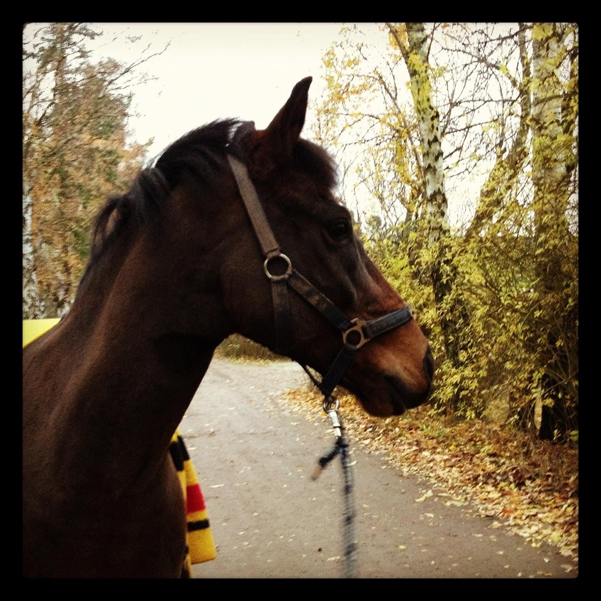 Anden særlig race Sabu billede 12