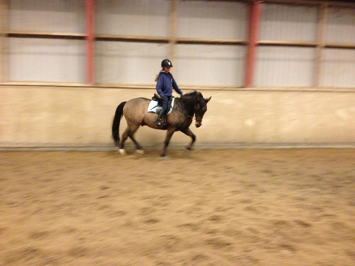 Anden særlig race Sabu billede 13