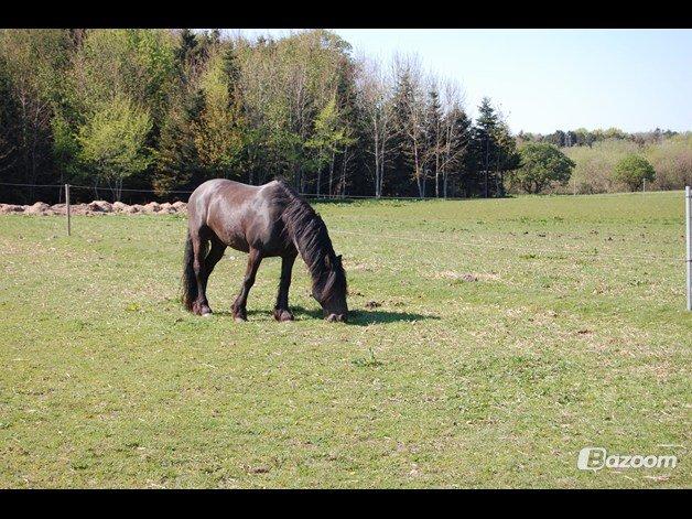 Anden særlig race Pédro billede 4