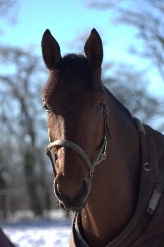 Oldenborg Fleur (Olga) - Fold - 02-02- 2013 billede 4