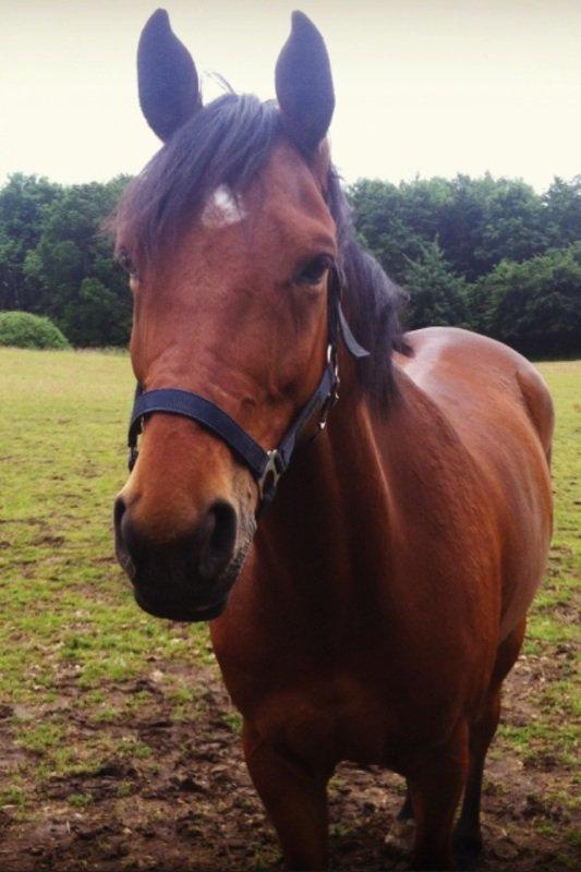 Anden særlig race Madsen (Yasser) billede 2