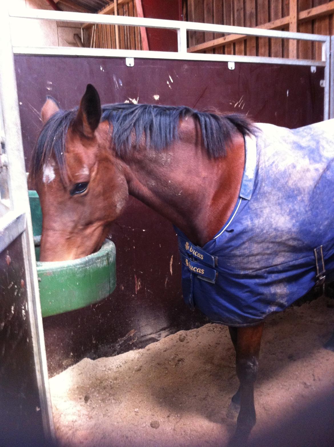 Anden særlig race Madsen (Yasser) billede 4