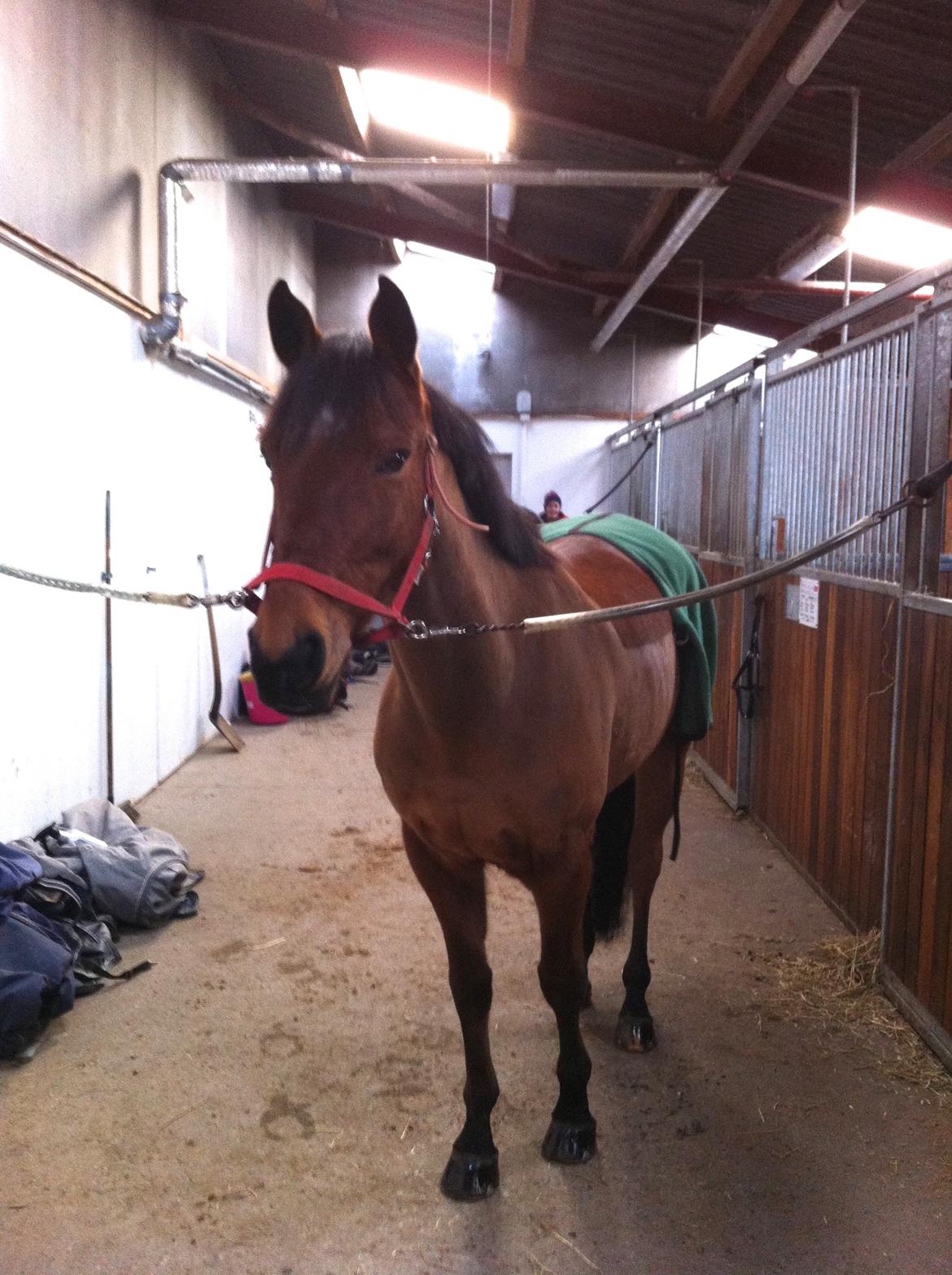Anden særlig race Madsen (Yasser) - Så er Madsen blevet barberet og fået ordnet man :)  billede 9