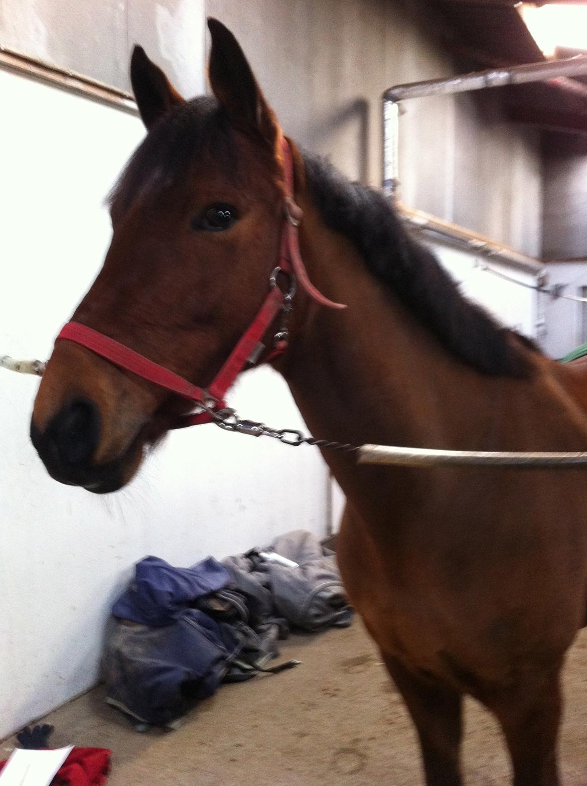 Anden særlig race Madsen (Yasser) billede 10