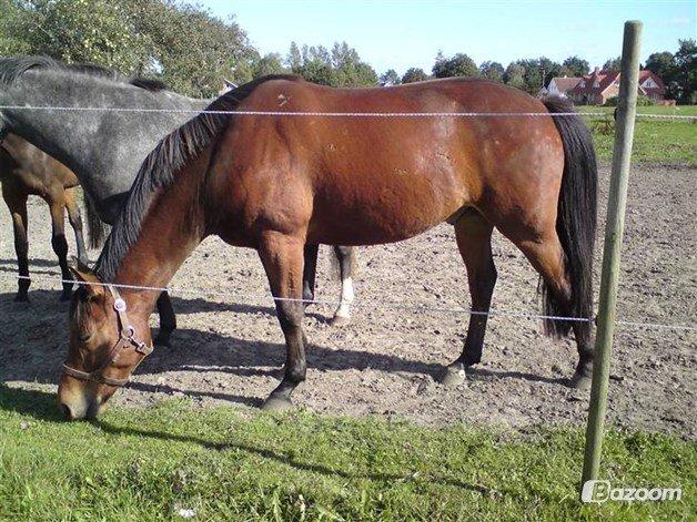 Anden særlig race Madsen (Yasser) - Madsen som 5 års :)  billede 12