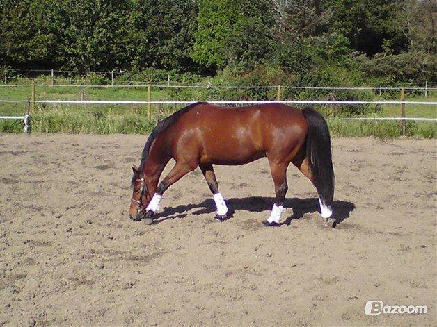 Anden særlig race Madsen (Yasser) billede 13