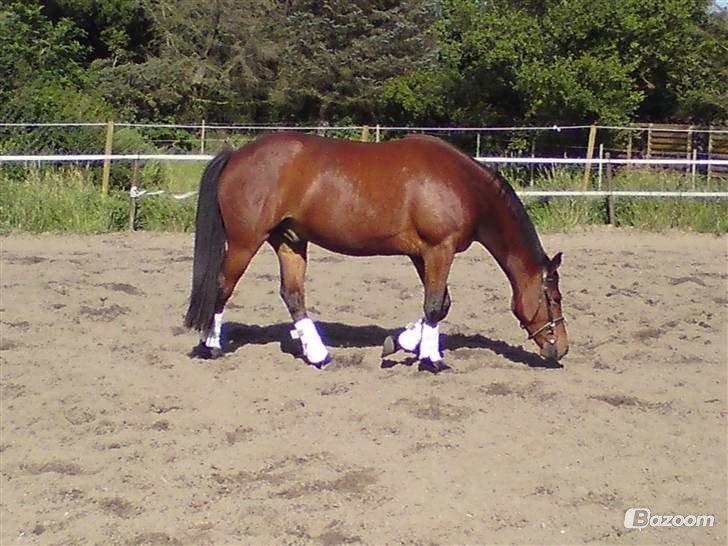 Anden særlig race Madsen (Yasser) - Madsen som 5 års :)  billede 14