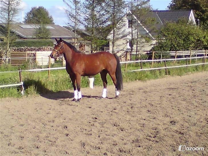 Anden særlig race Madsen (Yasser) - Madsen som 5 års :)  billede 15