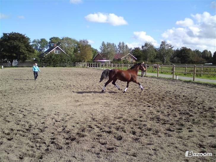 Anden særlig race Madsen (Yasser) - Madsen som 5 års :)  billede 16