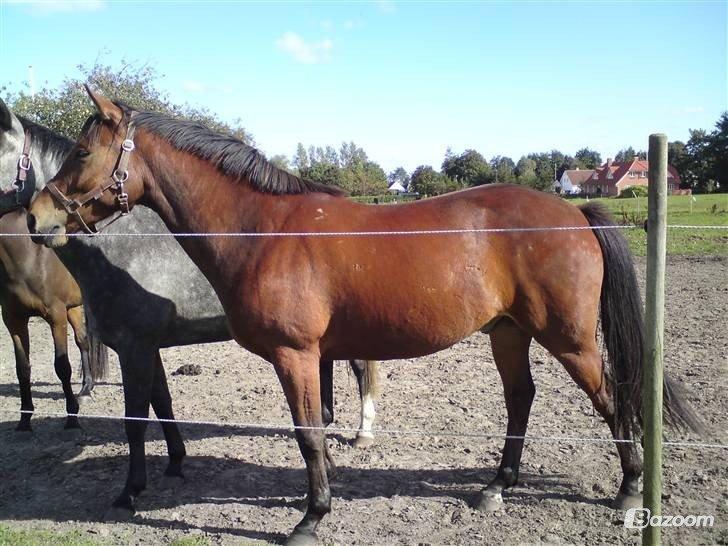 Anden særlig race Madsen (Yasser) - Madsen som 5 års :)  billede 17