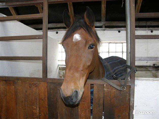 Anden særlig race Madsen (Yasser) billede 18