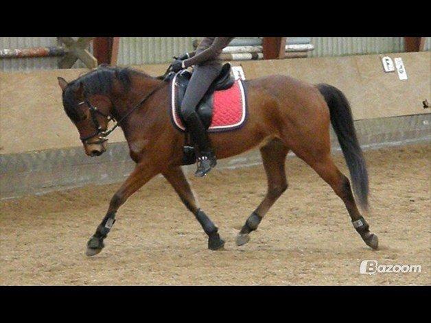 Anden særlig race Madsen (Yasser) billede 7