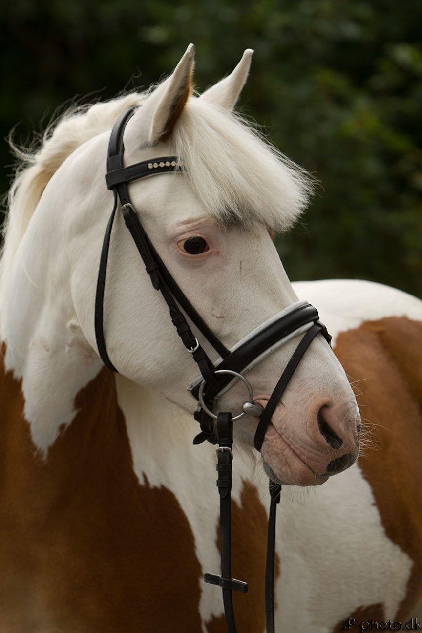 Pinto Flicka - Taget af: JP-photo.dk billede 1