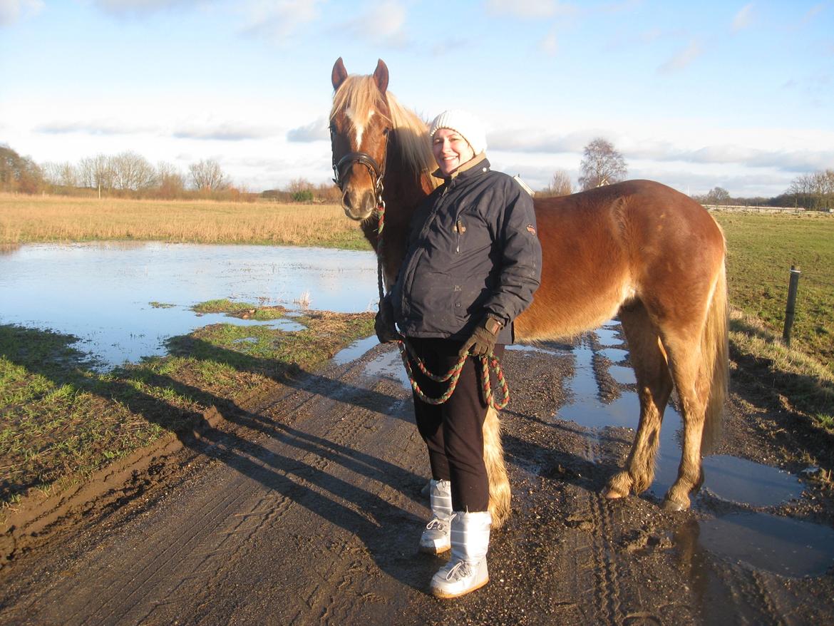 Welsh Cob (sec D) Mr. Roy billede 8