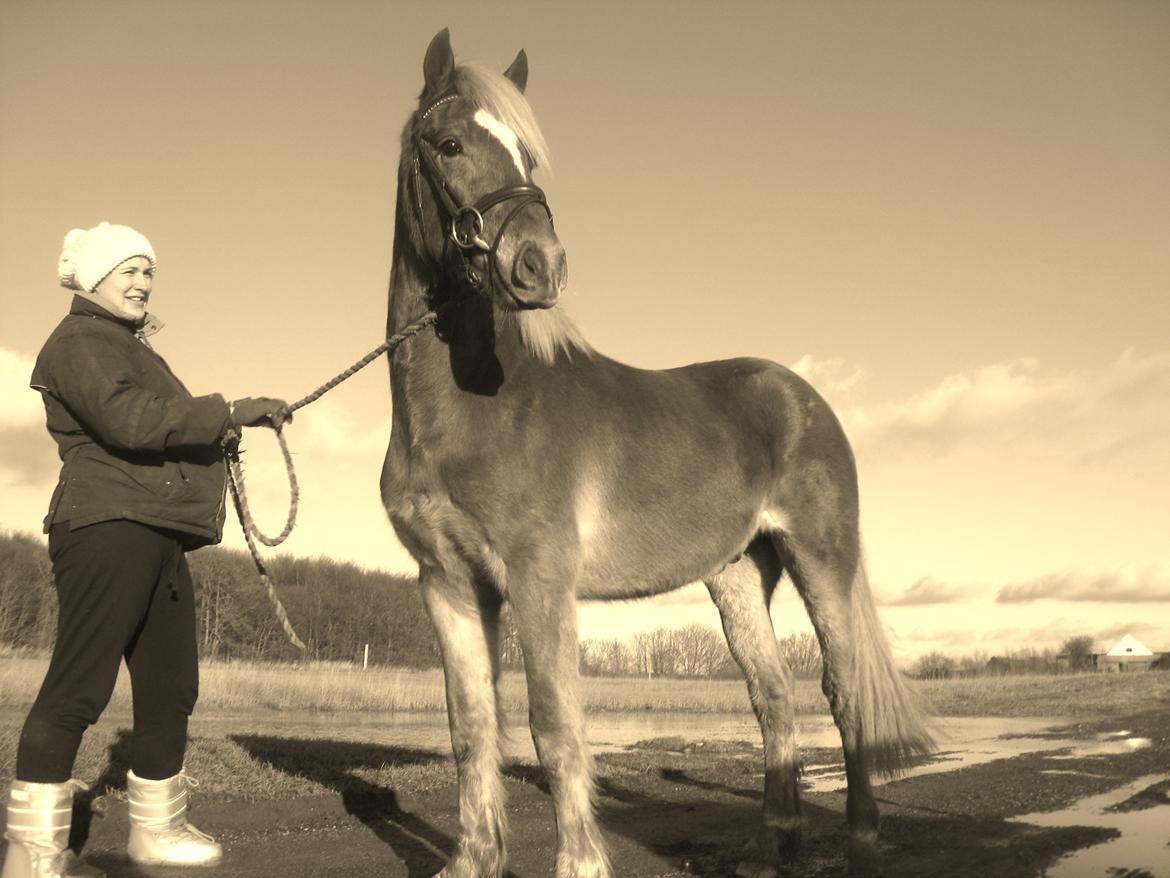 Welsh Cob (sec D) Mr. Roy billede 9