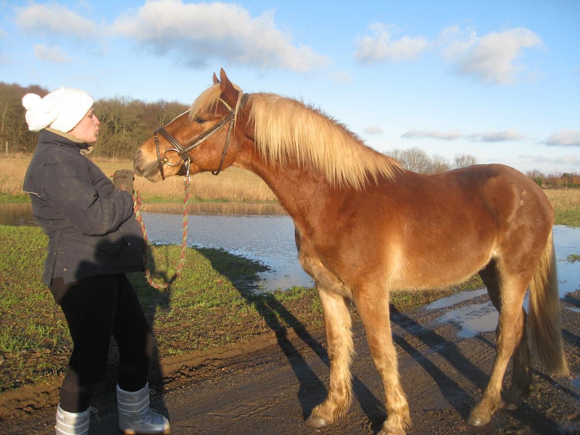 Welsh Cob (sec D) Mr. Roy billede 10