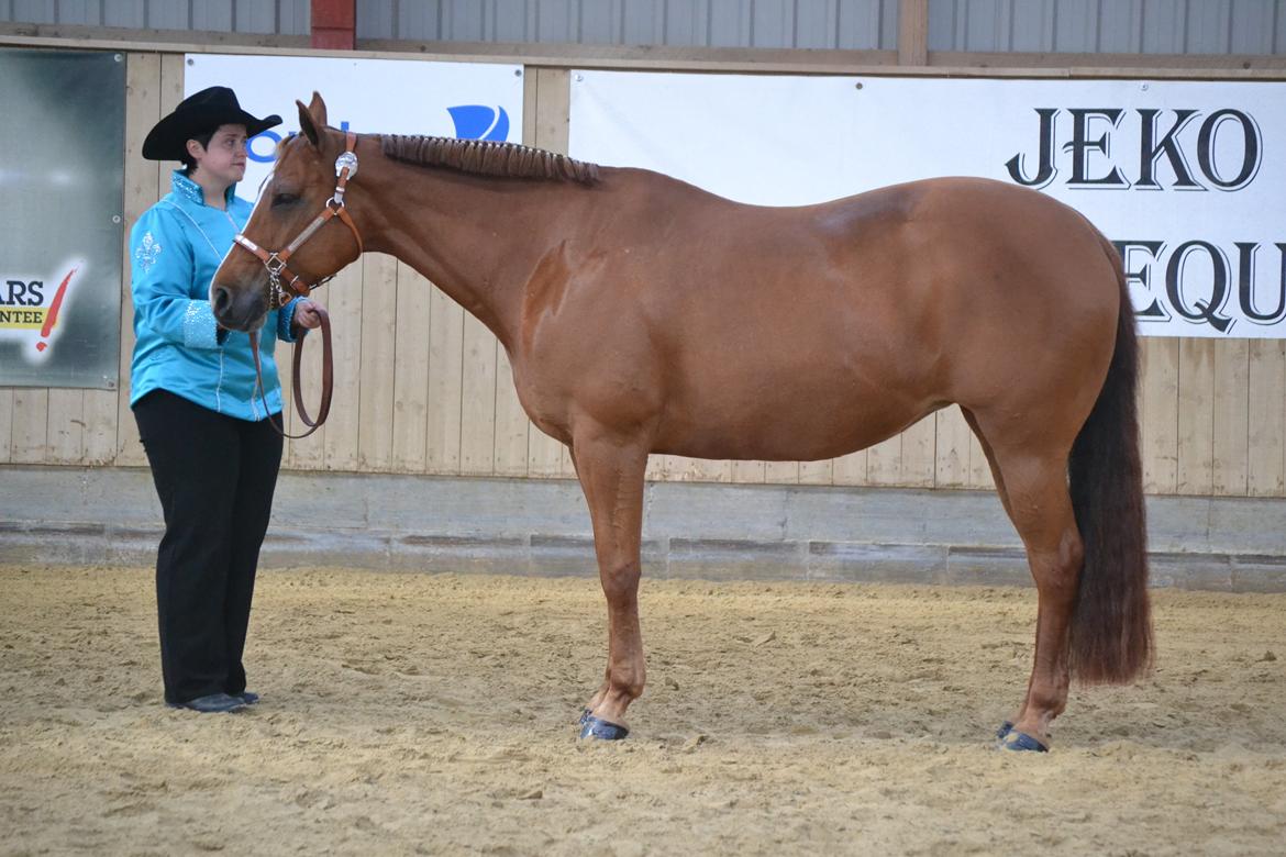 Quarter Zippo Glory Bar - Ride In 2012
Open Halter billede 9