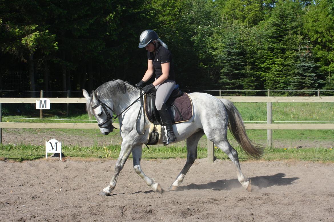 DSP Steensgårdens Gatsby *mini Lucy* billede 4